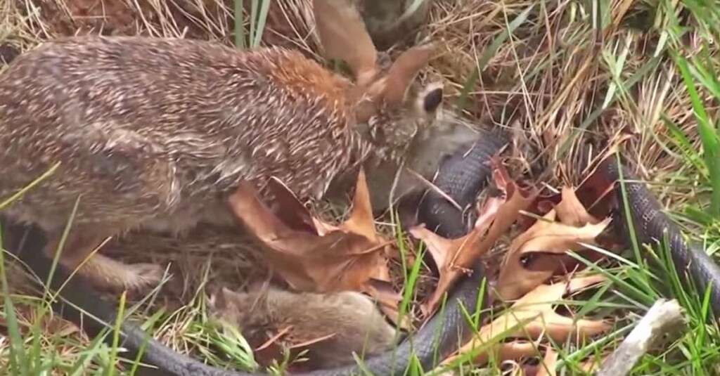 Mamãe coelho supera fragilidade e ataca cobra para defender seus filhotes