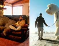 Homem faz seu cão se tornar gigante e imagens bombam na internet