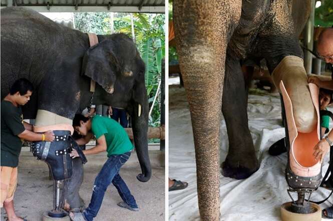 Elefante que perdeu perna em mina terrestre ganha prótese