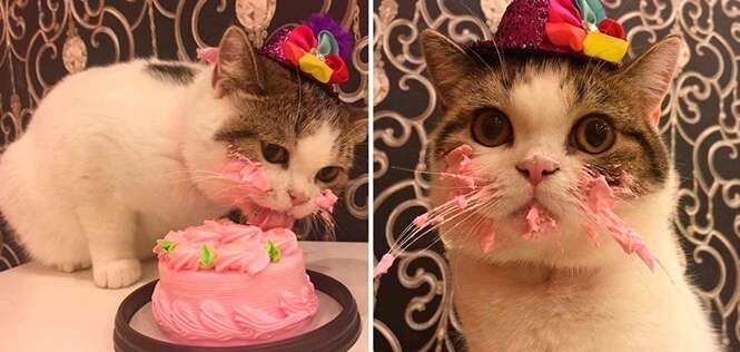 Gatinho comendo seu bolo de aniversário será a coisa mais fofa que você vai ver hoje