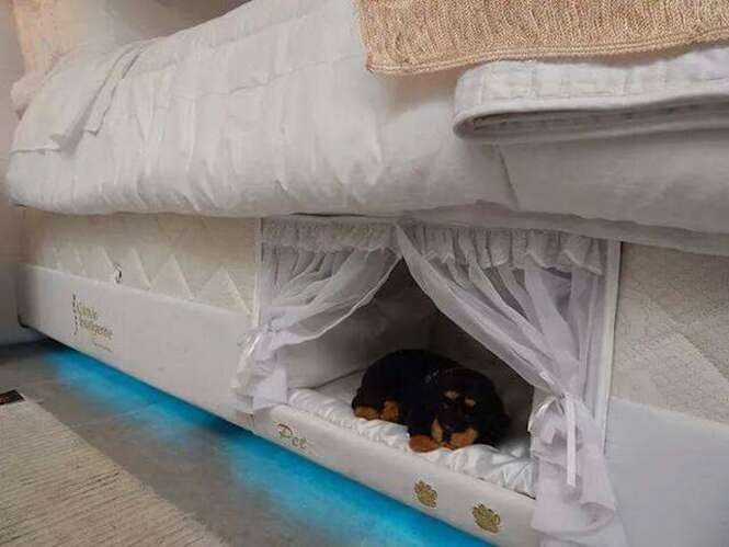 Empresa de colchão faz “cama beliche” para pessoas dormirem perto de seus animais de estimação