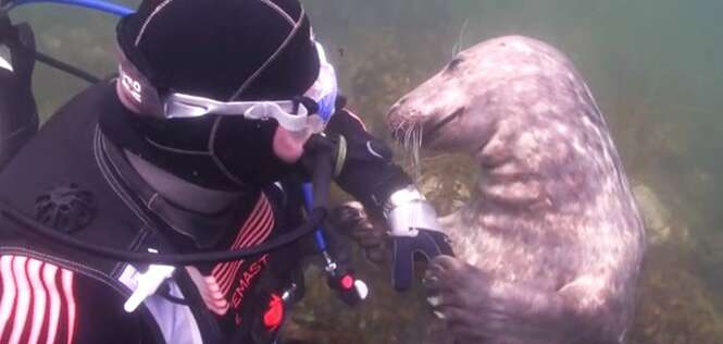 Foca reage como um cãozinho ao pedir carinho para mergulhador