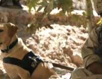 Vídeo: cadela que protegeu soldado durante guerra se reúne com militar após vários anos