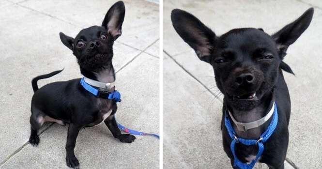 Cão colocado para adoção impressiona em sessão de fotos para conseguir novo lar