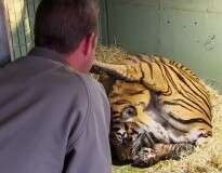 Vídeo cativante mostra momento em que mãe tigre dá à luz filhotes gêmeos