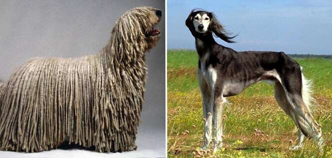 As mais raras raças de cão do mundo