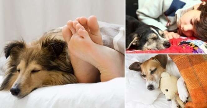 Benefícios de dormir na companhia do cão de estimação