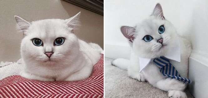 Conheça o gatinho fofo que vem causando inveja na internet por possui um “delineado” perfeito