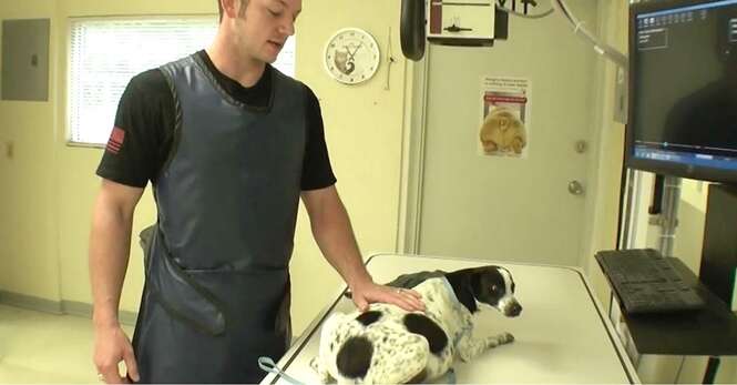 Veterinário salva cadela grávida e tem enorme surpresa após o resgate