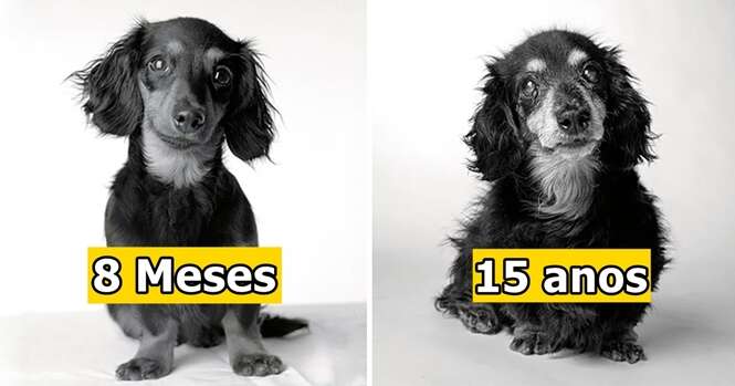Sessão fotográfica revela como os cães envelhecem