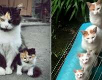 15 fotos fofas de gatos com seus lindos filhotes