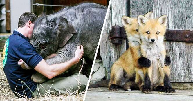 Animais que não conseguiram conter suas emoções