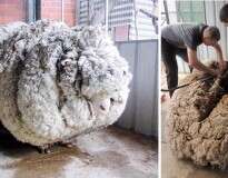 Esta ovelha perdida há 5 anos teve uma quantidade inacreditável de lã retirada de seu corpo