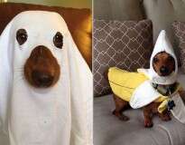 15 cães que se cansaram de ser salsichas