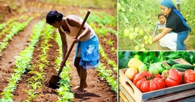 Estudante ensina agricultura sustentável para mães solteiras sobreviverem no México