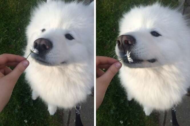 Cães que com certeza vão arrancar um sorriso no seu rosto