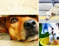 Holanda se torna o 1º país sem cães abandonados – e sem sacrificar animal algum