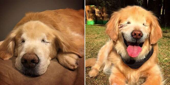 Cão que nasceu sem olhos e com nanismo passa seus dias visitando crianças com necessidades especiais