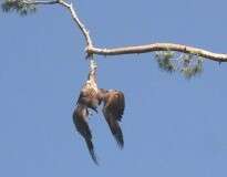 Homem salva águia presa em galho de árvore após autoridades se negarem ajudar ave