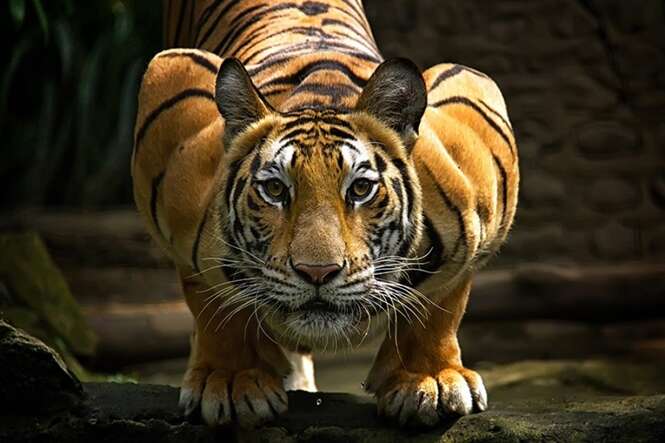Os tigres em 20 imagens absurdamente fantásticas