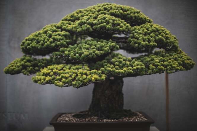 Fotógrafo dedica dois anos de sua vida retratando a beleza de árvores Bonsai