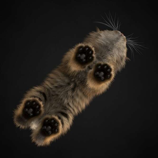 Foto: cat-tube