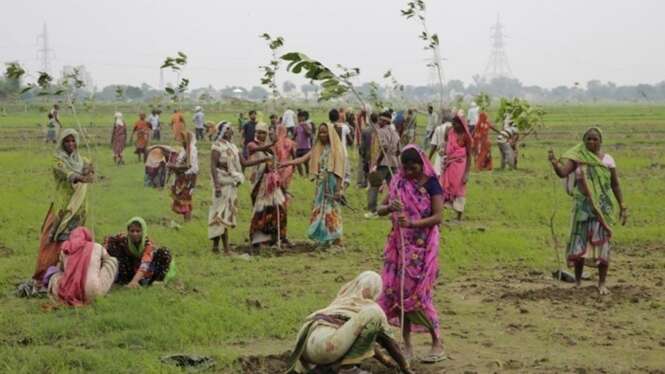 Índia planta 50 milhões de árvores em um dia e bate recorde mundial