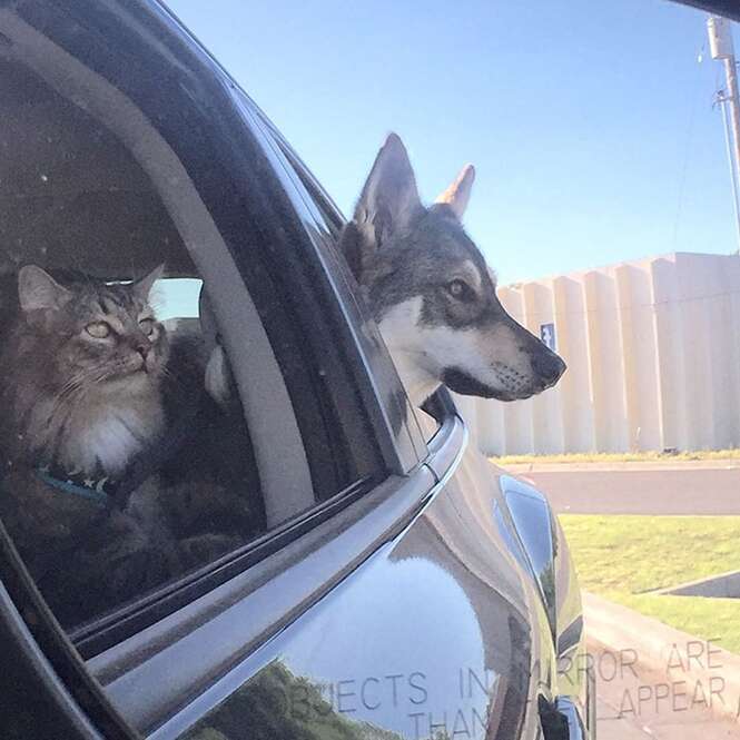 Cadela vai a abrigo de animais e escolhe seu próprio gatinho para levar para casa