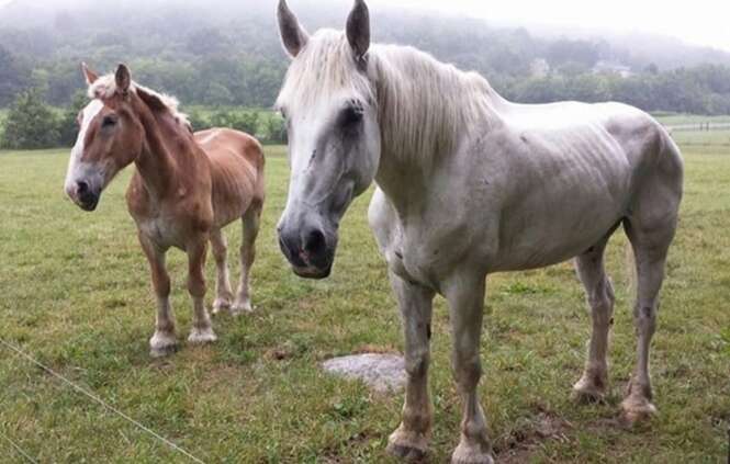 Foto: ferrellhollowfarm