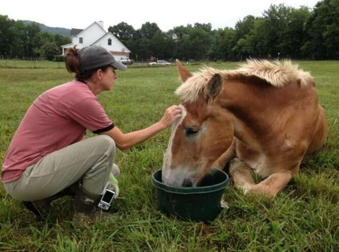 Foto: ferrellhollowfarm