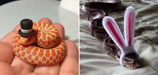 Cobras te apavoram? Um chapéu pode ser a solução!
