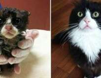 14 gatos antes e depois da adoção