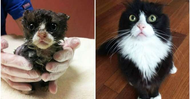 Gatos antes e depois da adoção