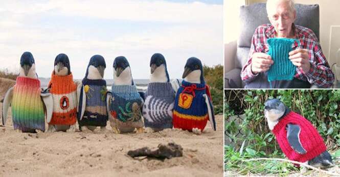 Idoso de 109 anos tece blusas para pinguins se salvarem de derramamento de óleo