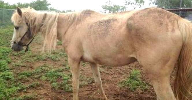Mulher compra cavalo em estado deplorável apenas para salvar animal e lhe dar segunda chance