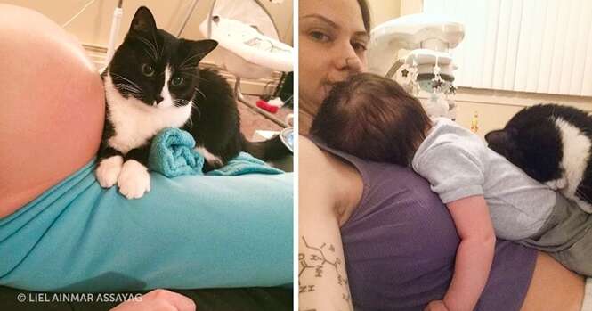 Este gato se apaixonou por um bebê antes de nascer