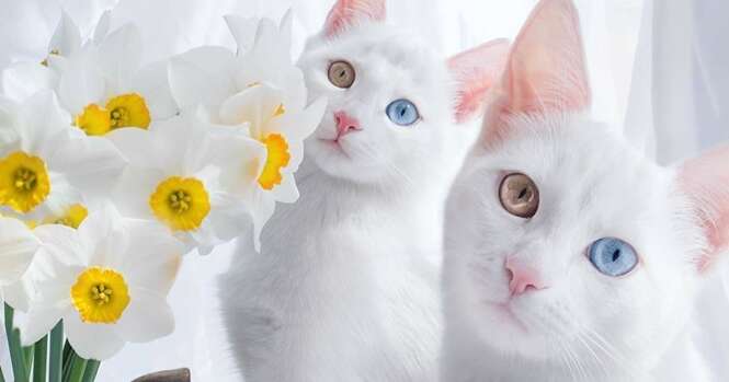 Conheça os gatinhos mais bonitos do mundo