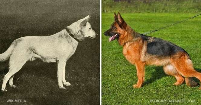 Como as raças de cães mudaram nos últimos 100 anos