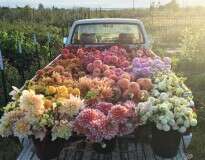 Usuários do Instagram estão obcecados com essas flores na carroceria de caminhão