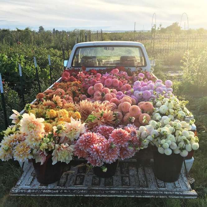 Usuários do Instagram estão obcecados com essas flores na carroceria de caminhão