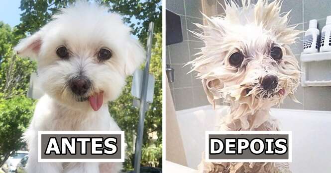 Fotos fofas de cães antes e após o banho