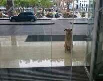 Cão espera aeromoça na porta de aeroporto durante 2 meses