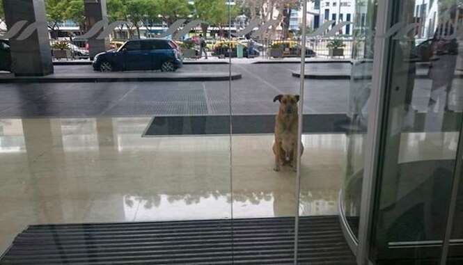 Cão espera aeromoça na porta de aeroporto durante 2 meses