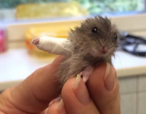 Este minúsculo hamster com braço quebrado vai quebrar seu coração