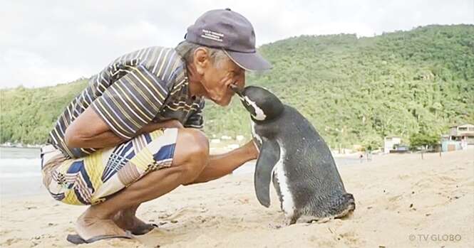 Este pinguim nada 8 mil quilômetros anualmente para visitar homem que o salvou