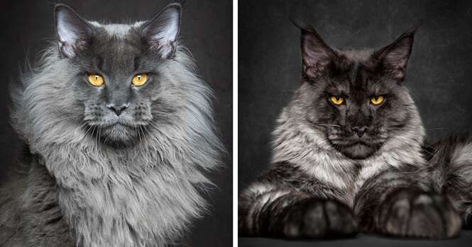 Fotógrafo captura imagens incríveis da mais fascinante raça de gatos domésticos do mundo