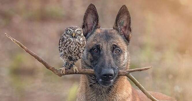 Um cão e uma coruja se tornaram melhores amigos