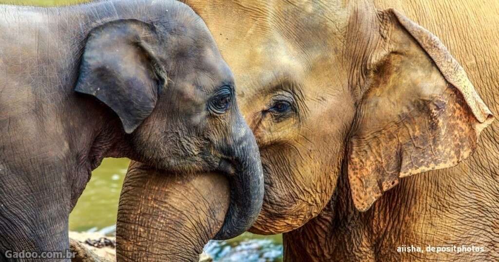 A maior parte dos animais não têm avós, mas os elefantes sim.