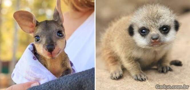 Fofos animais recém-nascidos que farão seu dia ser mais feliz