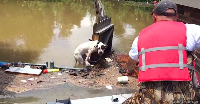 Homens resgatam dois pit bulls em enchente